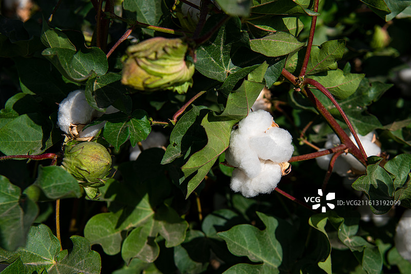 棉花图片素材