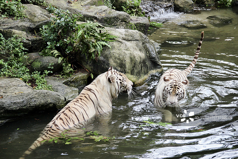 新加坡动物园白老虎戏水图片素材