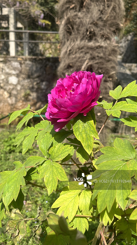 合肥巢湖银屏山牡丹花开图片素材