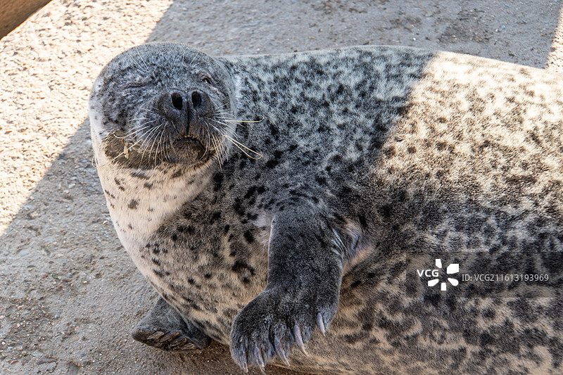 海豹图片素材