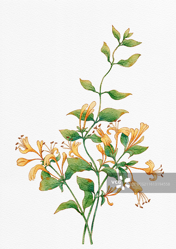 忍冬金银花手绘插画图片素材