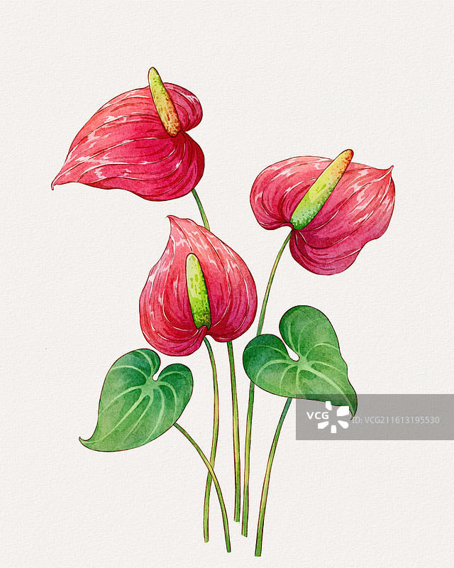 水彩红掌花卉插画设计素材图片素材