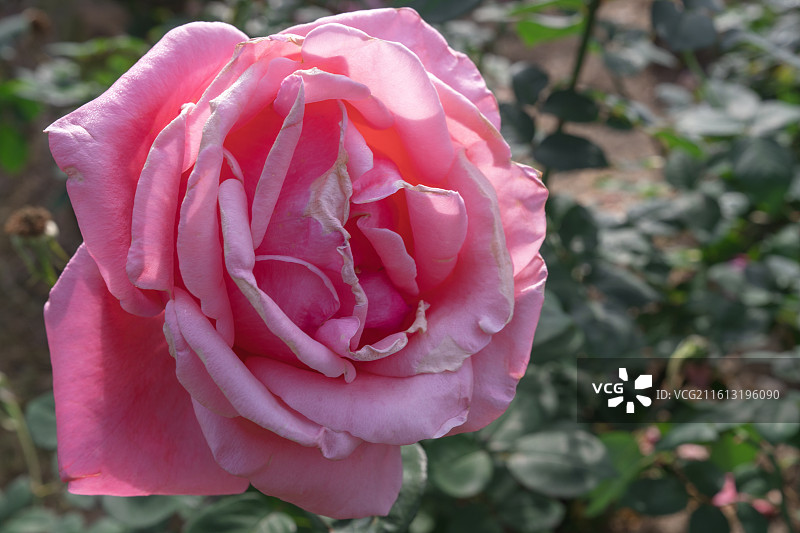 正在盛开的粉色月季图片素材