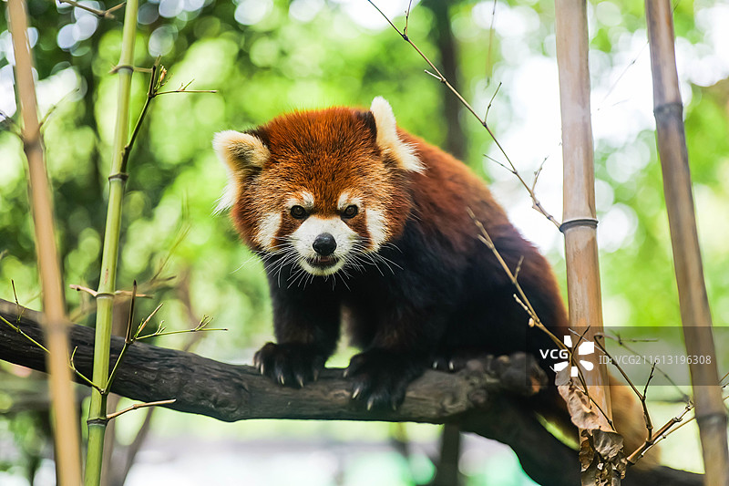 竹林中的小熊猫抓拍图片素材