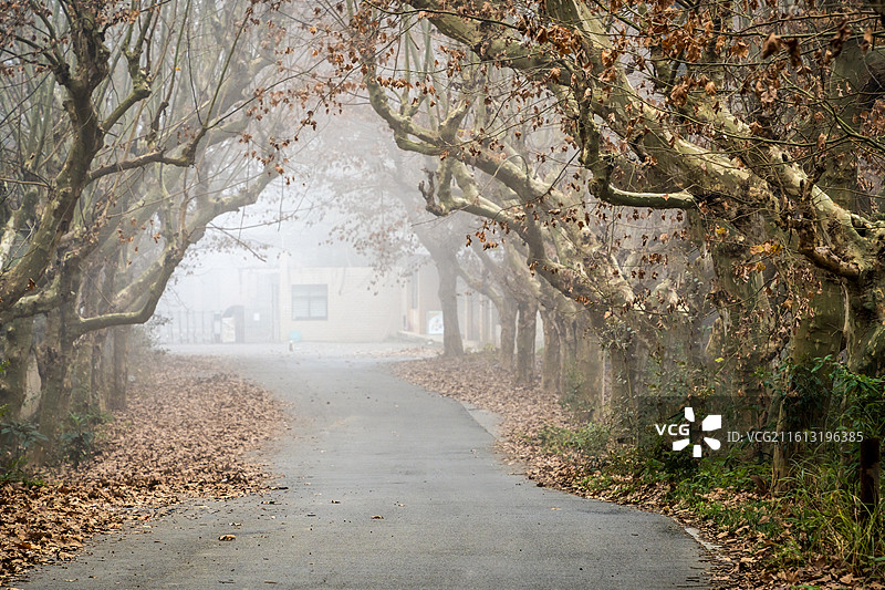 贵州遵义清晨迷雾中的梧桐树林荫大道图片素材