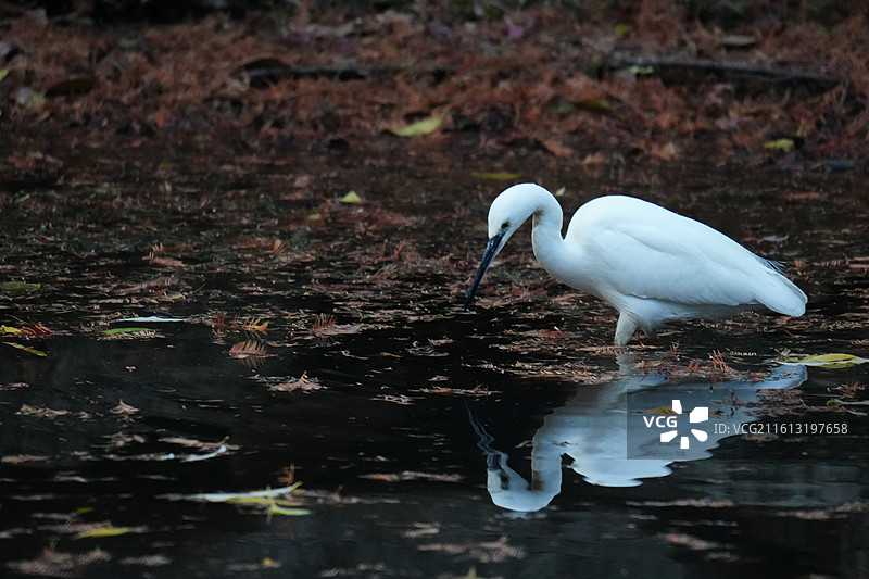 白鹭 Little Egret 学名 Egretta garzetta 鹈形目 鹭科 白鹭属 鸟类图片素材