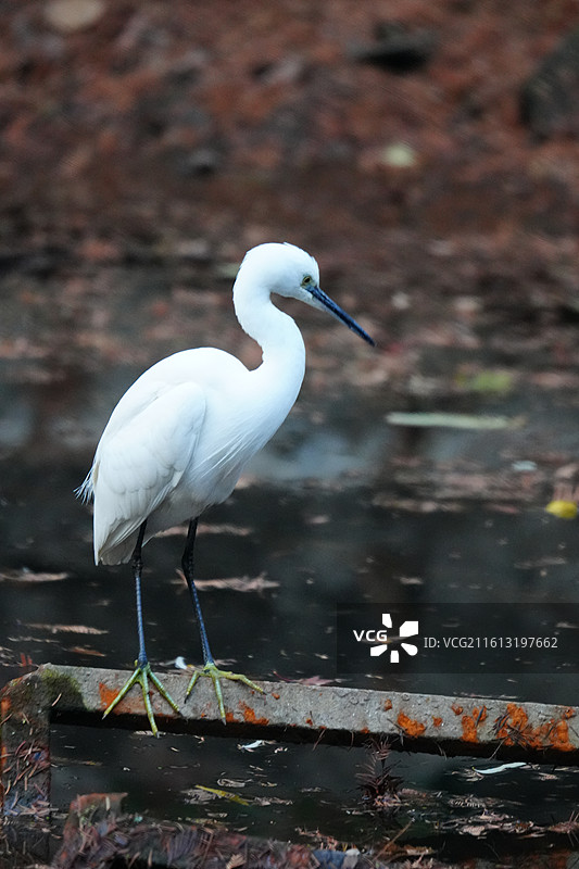 白鹭 Little Egret 学名 Egretta garzetta 鹈形目 鹭科 白鹭属 鸟类图片素材