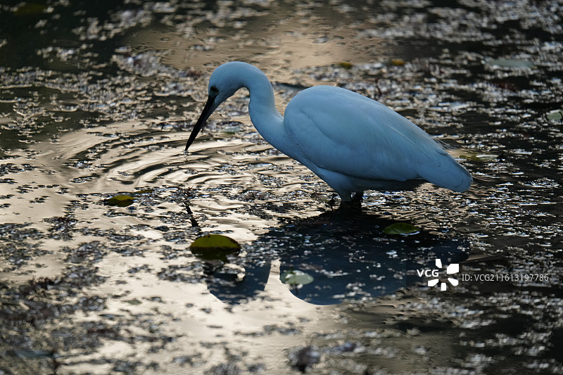 白鹭 Little Egret 学名 Egretta garzetta 鹈形目 鹭科 白鹭属 鸟类图片素材