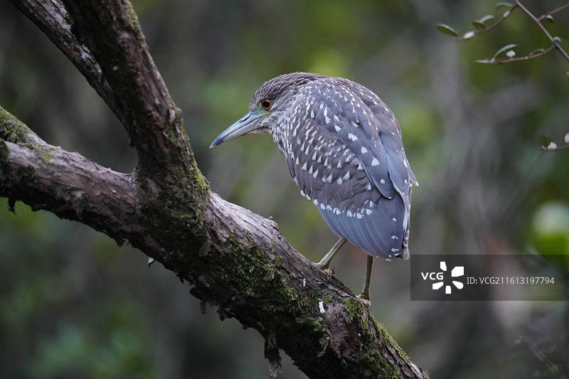 夜鹭 Black-crowned Night Heron 学名 Nycticorax nyctico图片素材