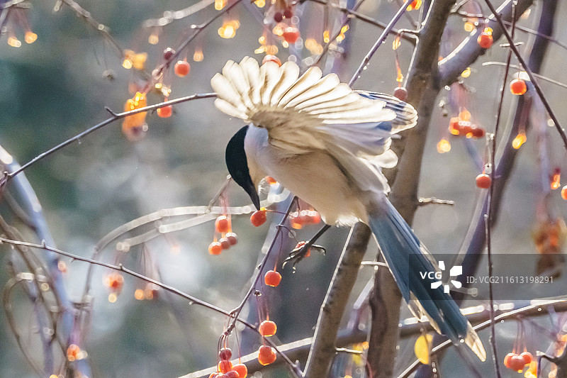 灰喜鹊图片素材