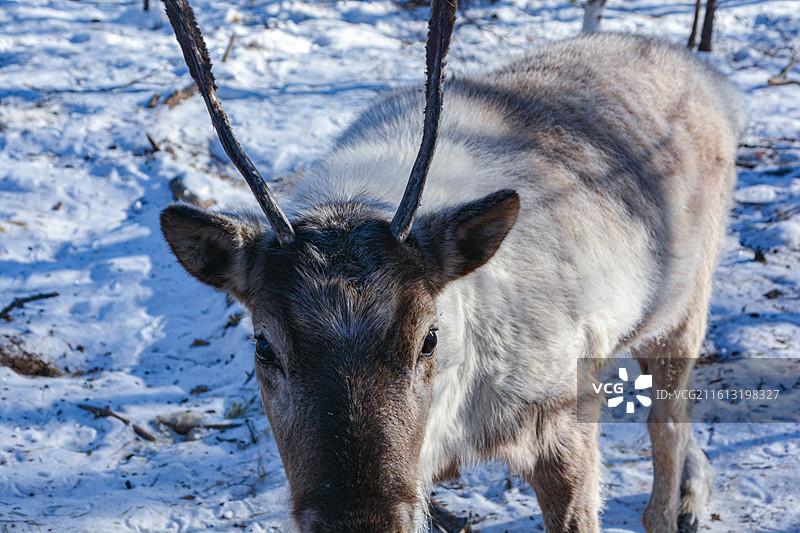 漠河黑龙江最北城市自然雪中鄂温克族驯鹿觅食特写图片素材
