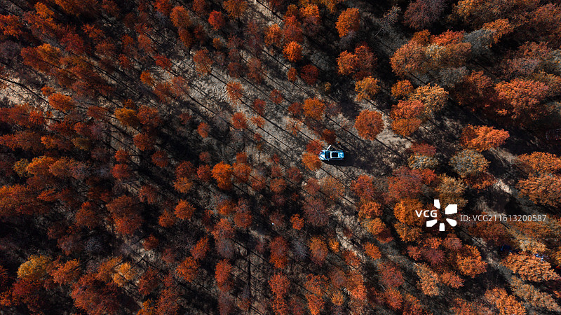 湖北孝感陆山林场红杉林图片素材