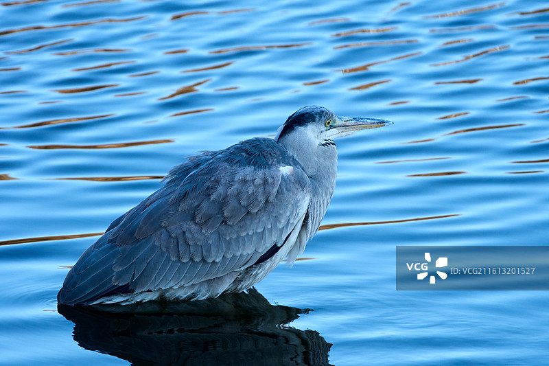 栖息在旅顺龙河湿地的苍鹭图片素材