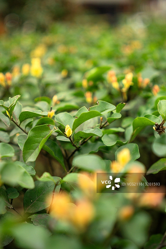 结香 落叶灌木 路边花坛图片素材