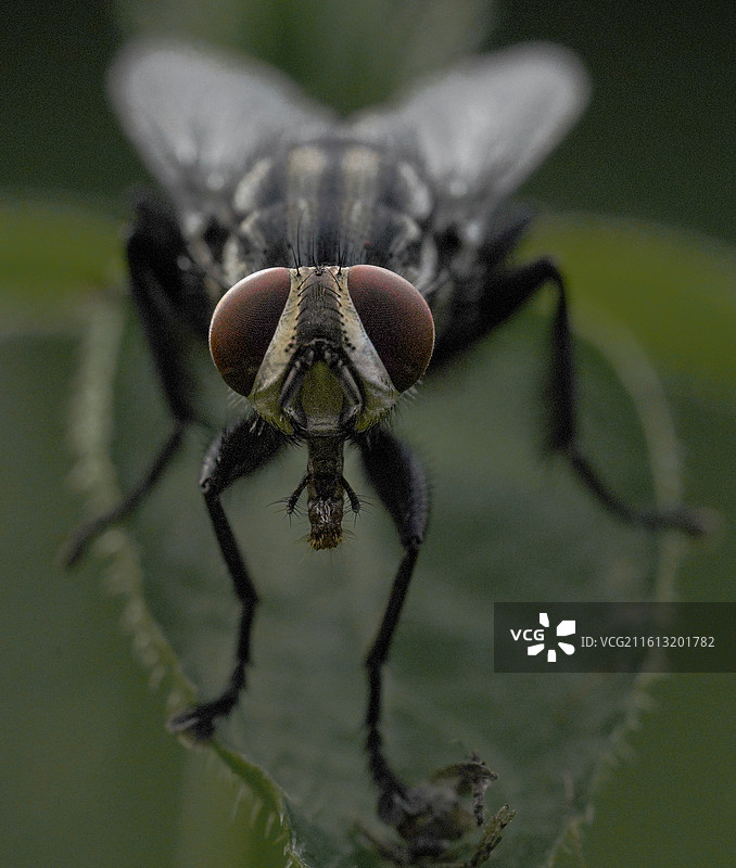 苍蝇特写图片素材