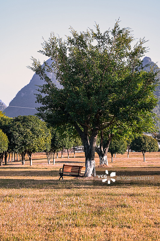 广阔校园草坪上的孤树、长椅与喀斯特峰林背景图片素材