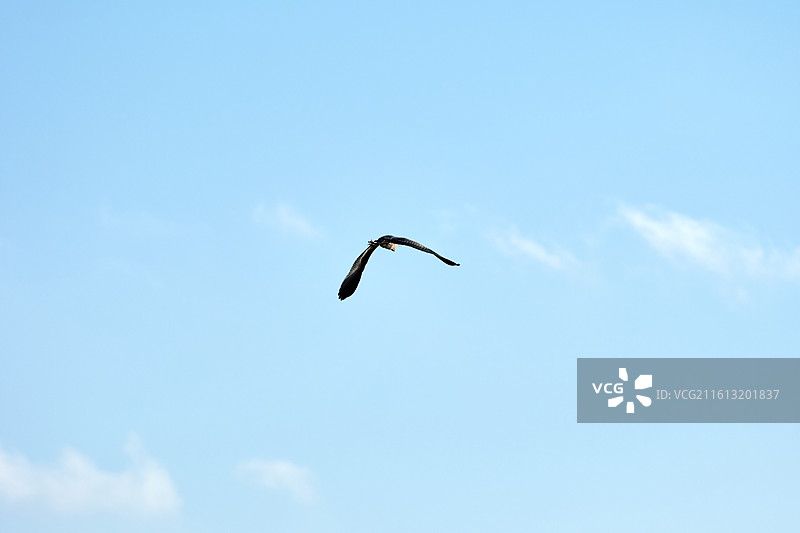 苍鹭在晴空中飞行的低角度视图图片素材