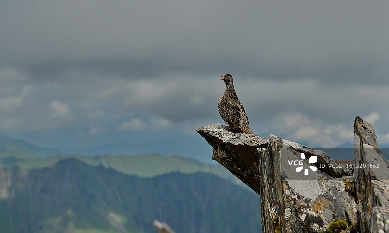 高原上栖息在岩石上的鸟的特写镜头，四川西部，卧龙大熊猫自然保护区，巴郎山图片素材