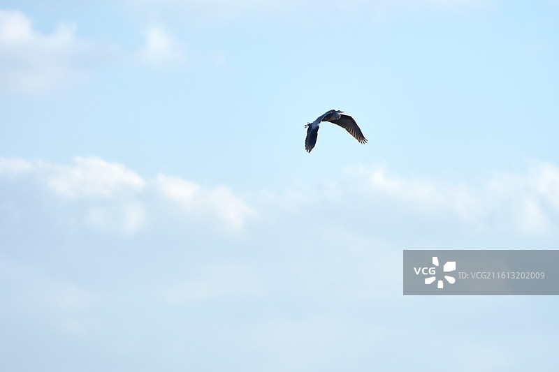 苍鹭在晴空中飞行的低角度视图图片素材