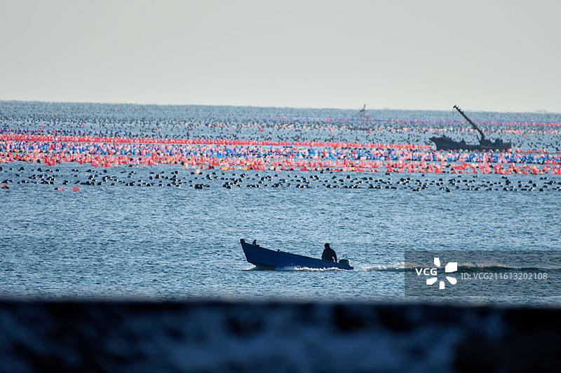 大连塔河湾海岸边多彩的养殖漂浮伐图片素材