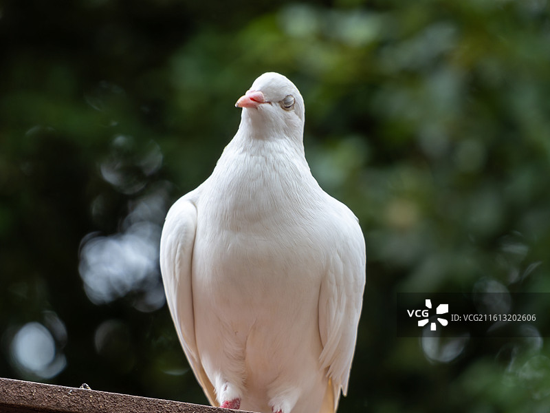 洁白鸽子特写图片素材