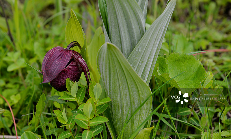 高原上的褐花杓兰，国家一级保护植物，四川卧龙大熊猫自然保护区，巴郎山花海图片素材