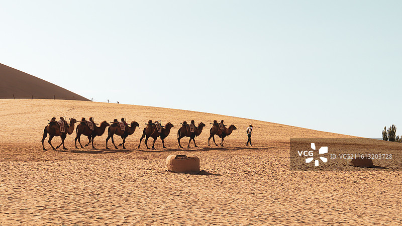 甘肃酒泉敦煌鸣沙山骆驼队图片素材