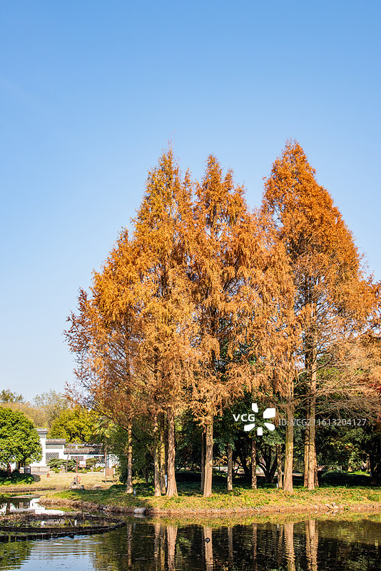 杭州花圃 红杉 杉林 湖畔树林 秋林 秋色 秋意 西湖畔 杭州 秋天 秋景 公园园林风光 水杉林图片素材