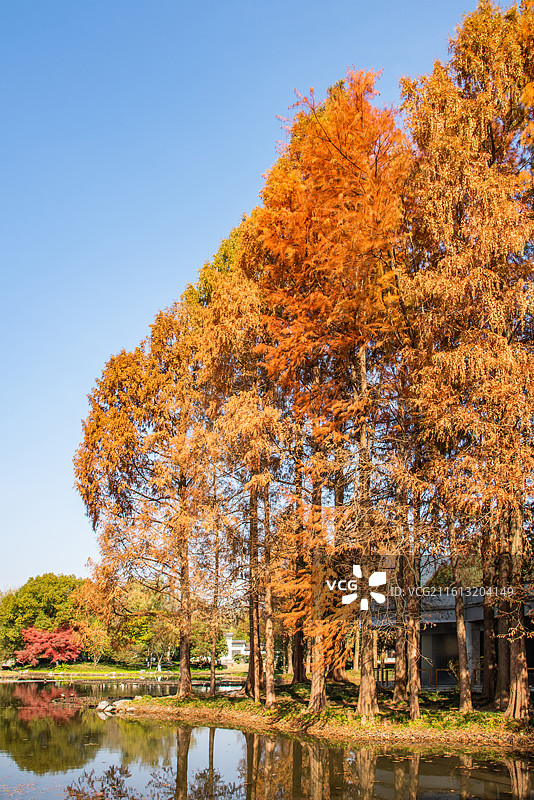 杭州花圃 红杉 杉林 湖畔树林 秋林 秋色 秋意 西湖畔 杭州 秋天 秋景 公园园林风光 水杉林图片素材