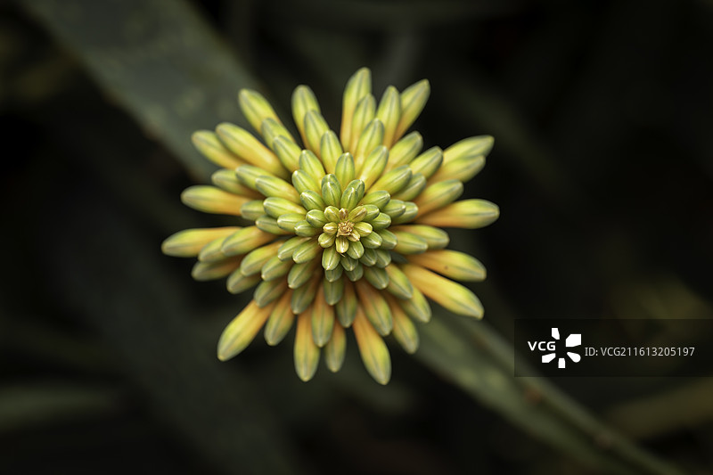 户外库拉索芦荟盛开的花朵特写图片素材