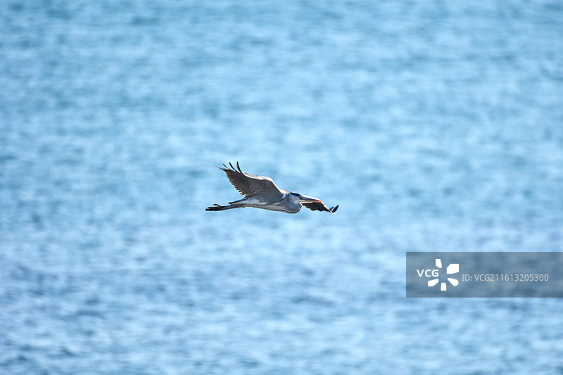 大连旅顺塔河湾海岸飞翔的苍鹭图片素材