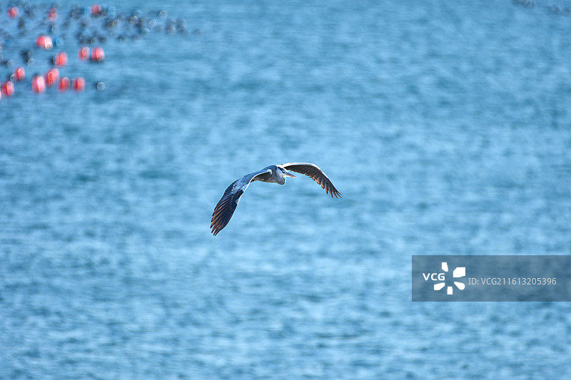 大连旅顺塔河湾海岸飞翔的苍鹭图片素材