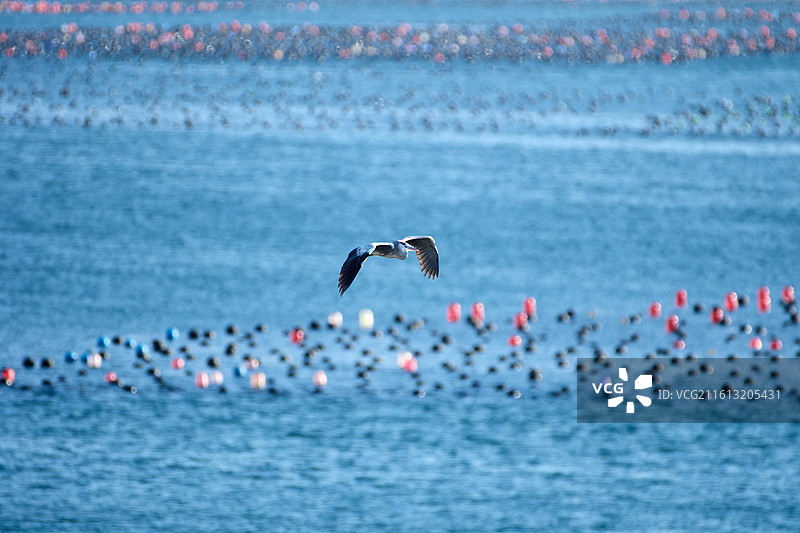 大连旅顺塔河湾海岸飞翔的苍鹭图片素材
