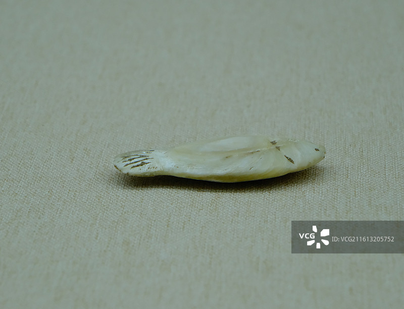 中国海南省三亚市三亚山海贝博物馆藏品，历代砗磲制品，砗磲鼻烟壶，砗磲佩饰，砗磲雕件，螺饰件，砗磲花瓶图片素材