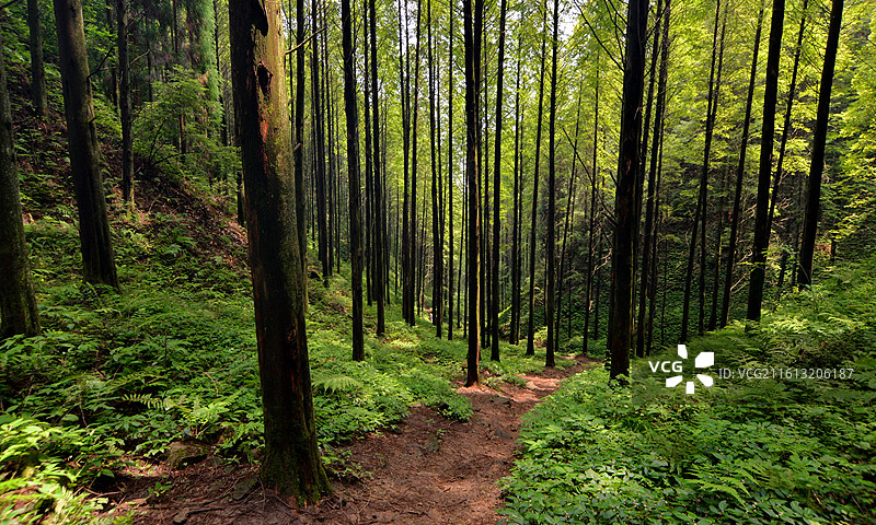 绿野仙踪，森林中生长的笔直树木和林间小道，成都周边户外徒步目的地，什邡天鹅林场图片素材