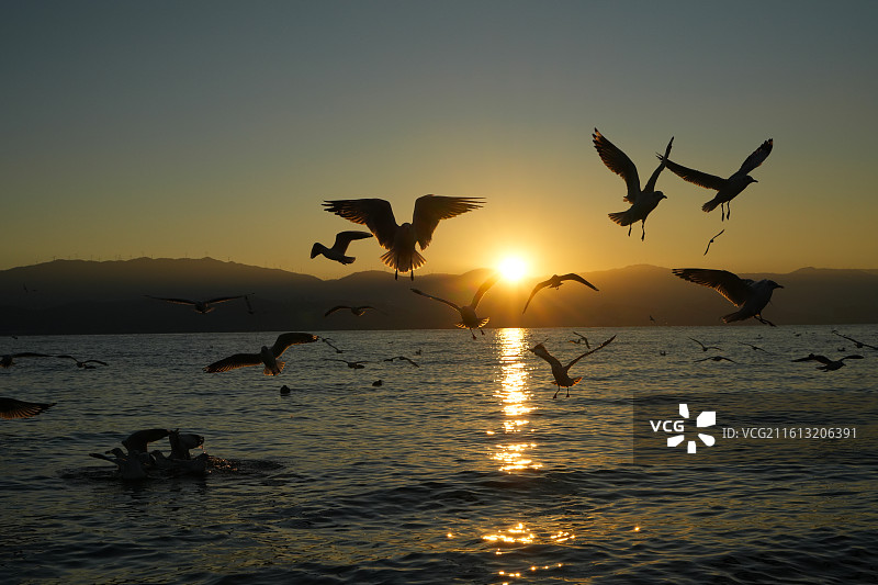 海鸥追日图片素材