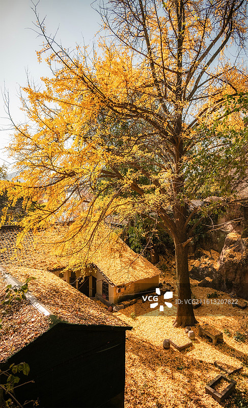 秋天的树木和房屋图片素材