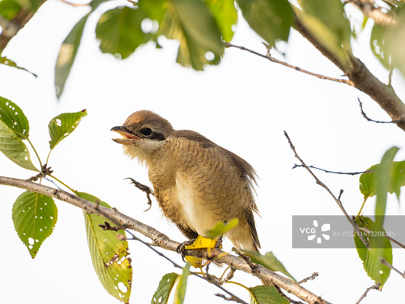 枝头栖息的红尾伯劳图片素材