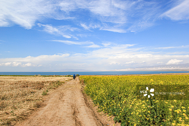 中国青海省青海湖环湖路边的黄色油菜花麦田和土路通向湖边图片素材