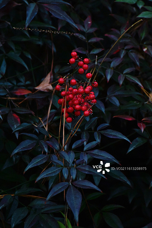 湖州小梅山景区初冬南天竹果实特写图片素材