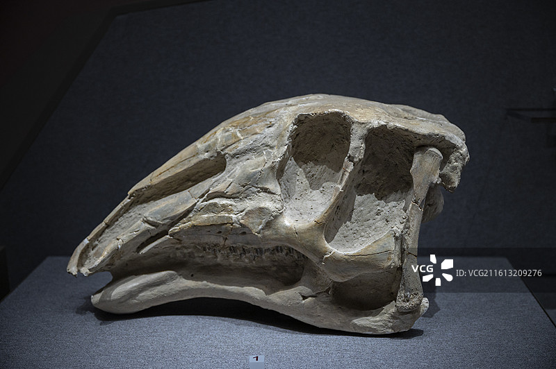 姜氏巴克龙头骨，时代为晚白垩世，产地为内蒙古锡林郭勒盟二连盐池，收藏单位为内蒙古博物院图片素材