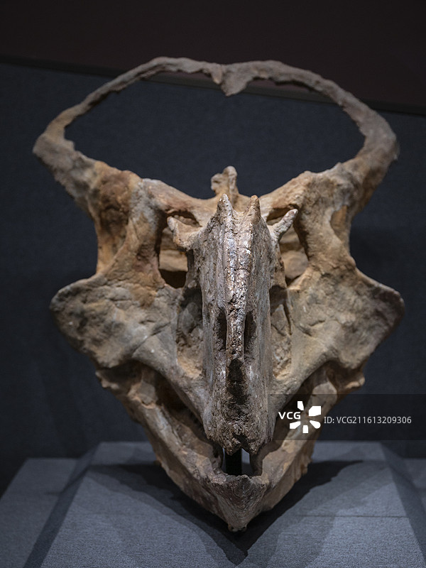 巨鼻原角龙头骨，时代为晚白垩世，产地为内蒙古巴彦淖尔市乌拉特后旗巴彦满达呼，收藏单位为内蒙古博物院图片素材