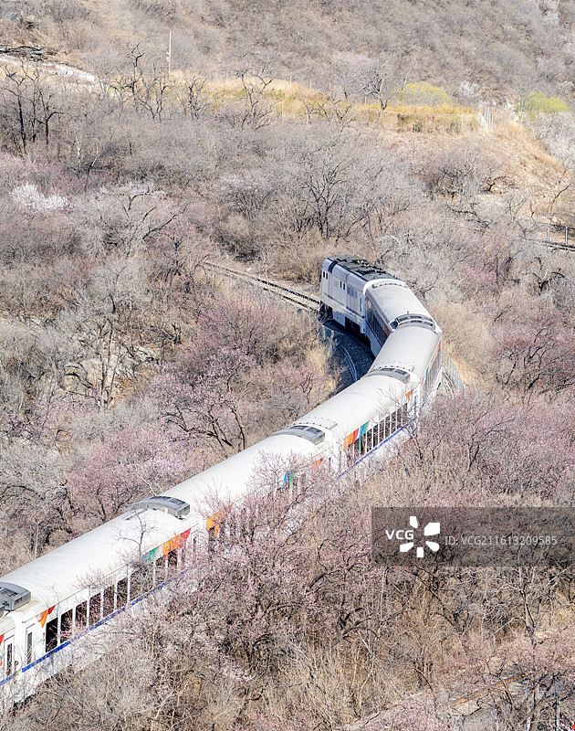 杏花盛开开往春天的列车来到长城图片素材