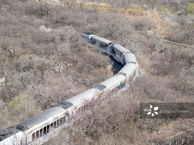 杏花盛开开往春天的列车来到长城图片素材