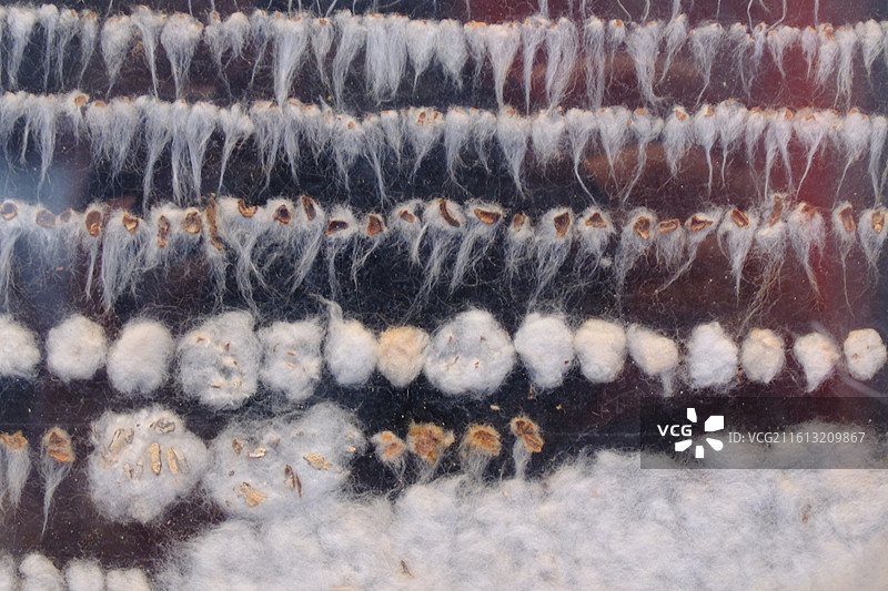石家庄老棉纺厂棉花样本标本特写。棉籽棉花壳。织音1953展览图片素材