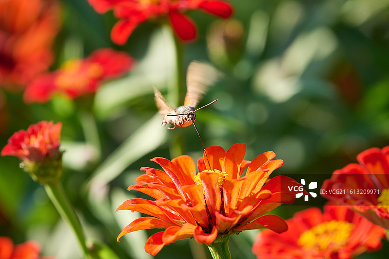 英歌石植物园的小豆长喙天蛾和橙色重瓣百日菊图片素材