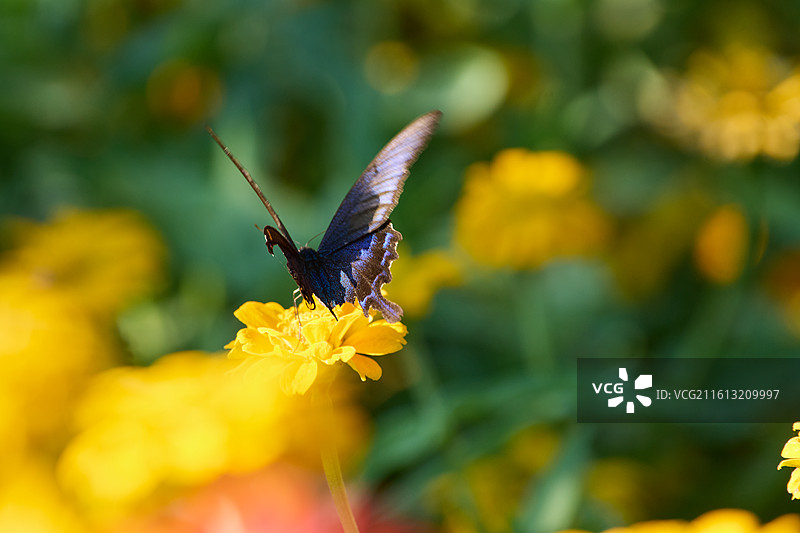 德罕翠凤蝶在百日菊花上授粉的特写镜头图片素材