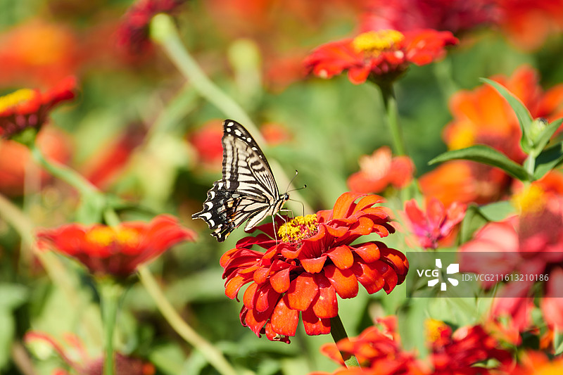 英歌石植物园柑橘凤蝶和百日菊图片素材