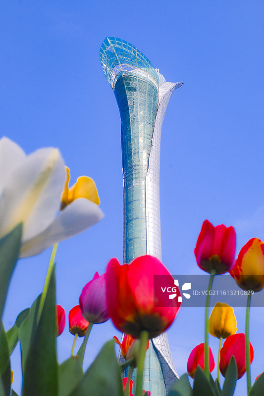 沈阳世博园百合塔下的郁金香花海图片素材