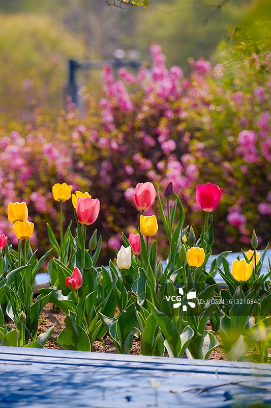 沈阳世博园百合塔下的郁金香花海图片素材